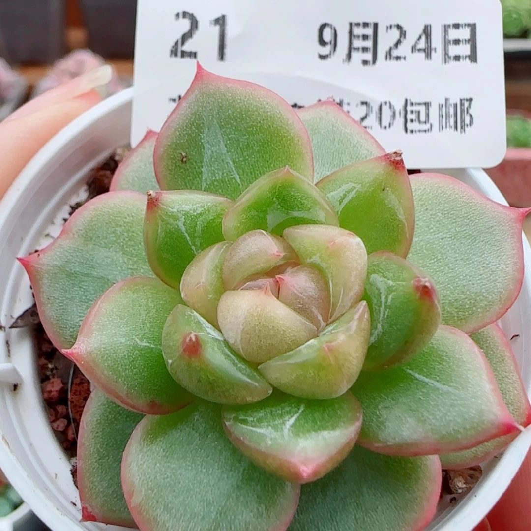 花语逸镜0924-21糖心