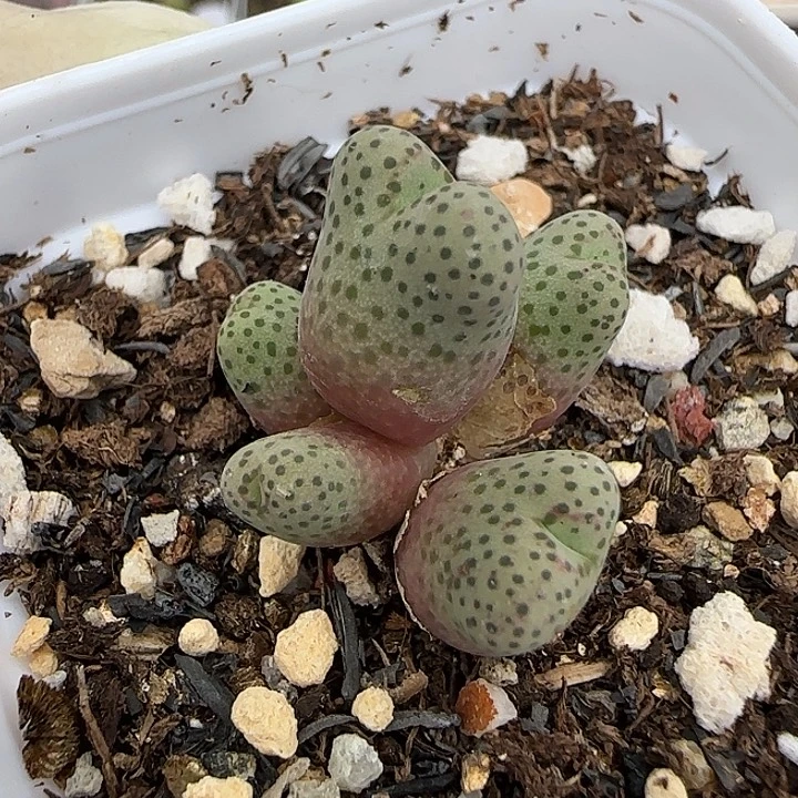 580园艺优选红斑马955