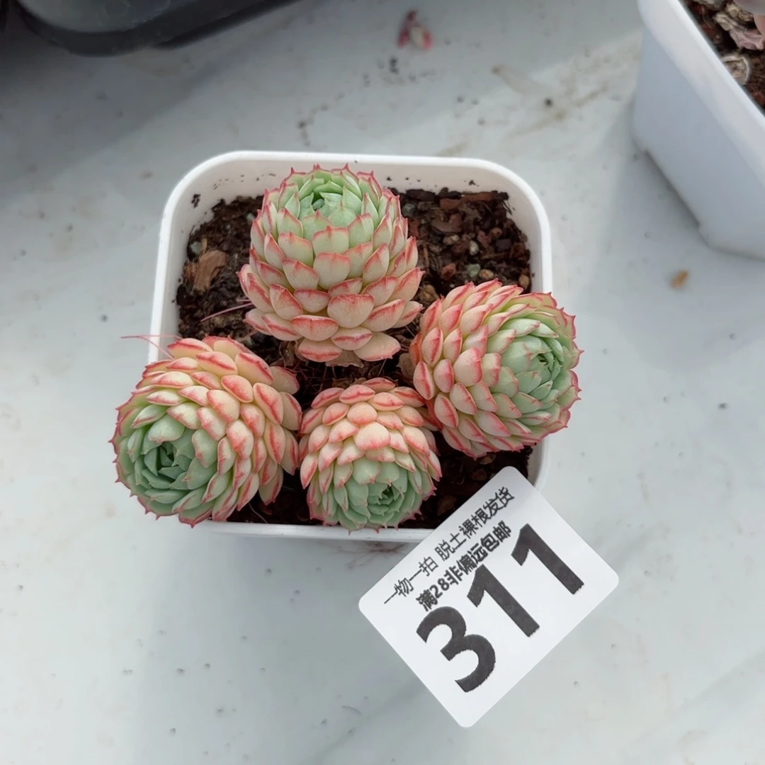 小红船无盆土发货