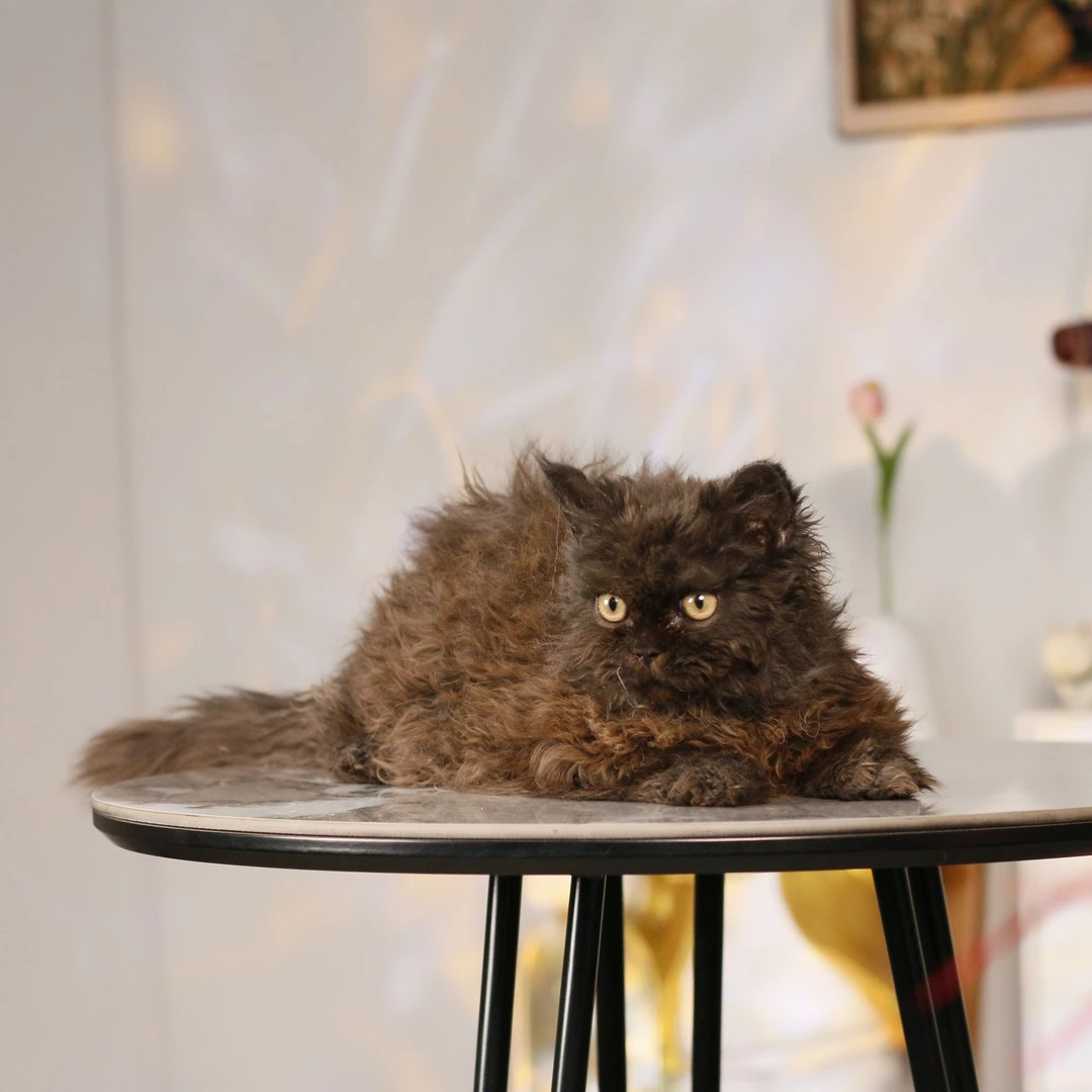 赛尔凯克卷毛猫活体猫咪黑金弟弟