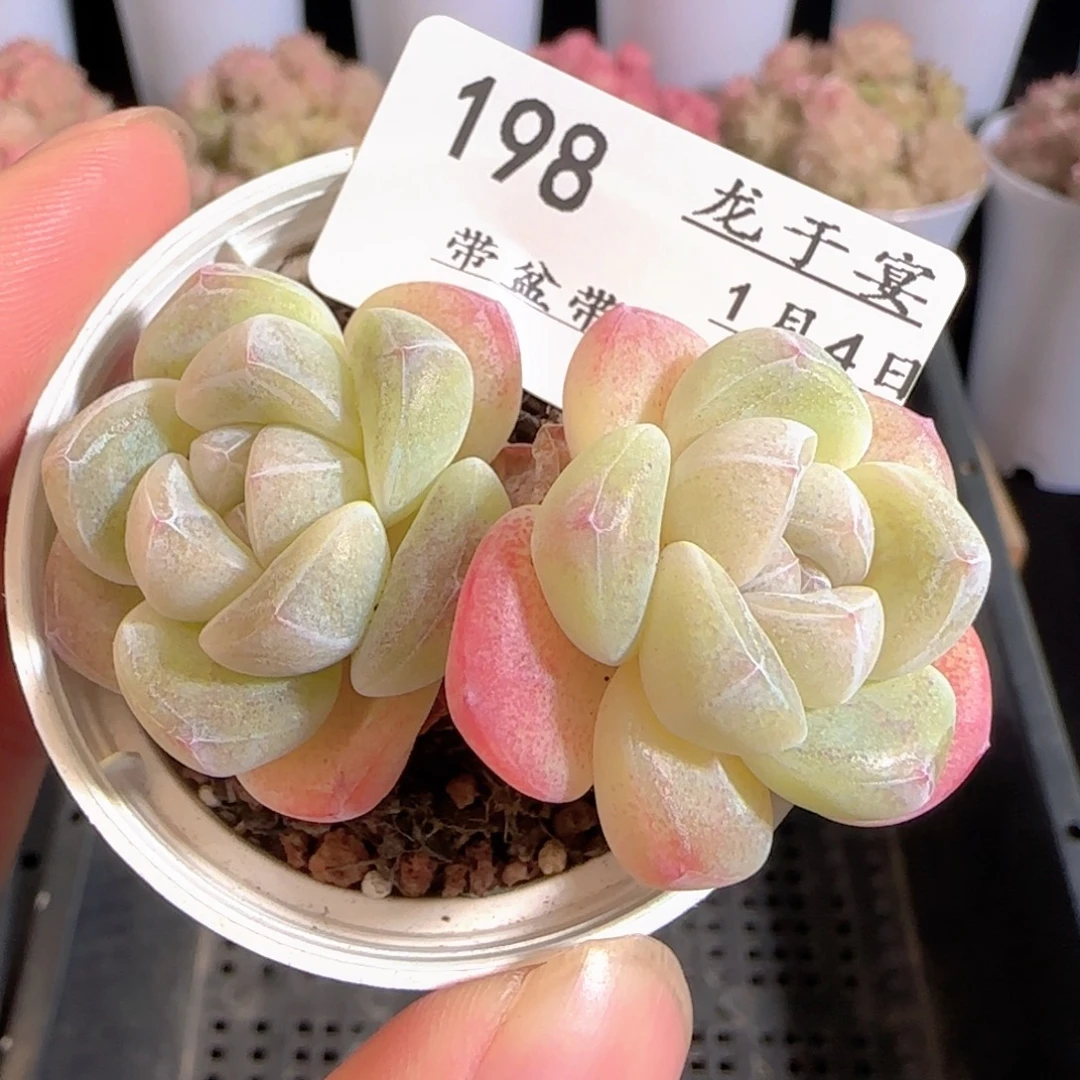 多肉0104-198冰玉双头