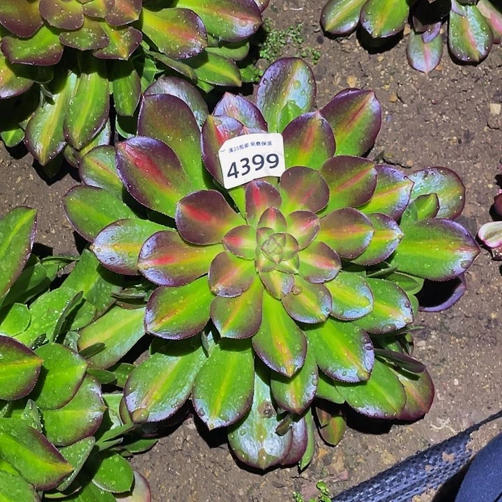 4399粉中班多肉植物