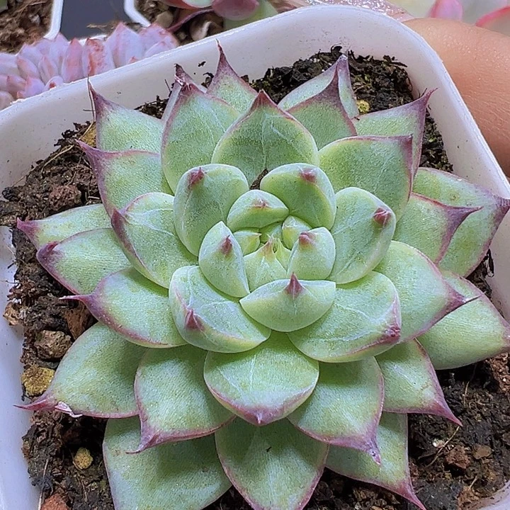梦瑶19包邮多肉植物