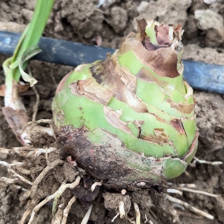 用****0甜蜜十左右有标包对版