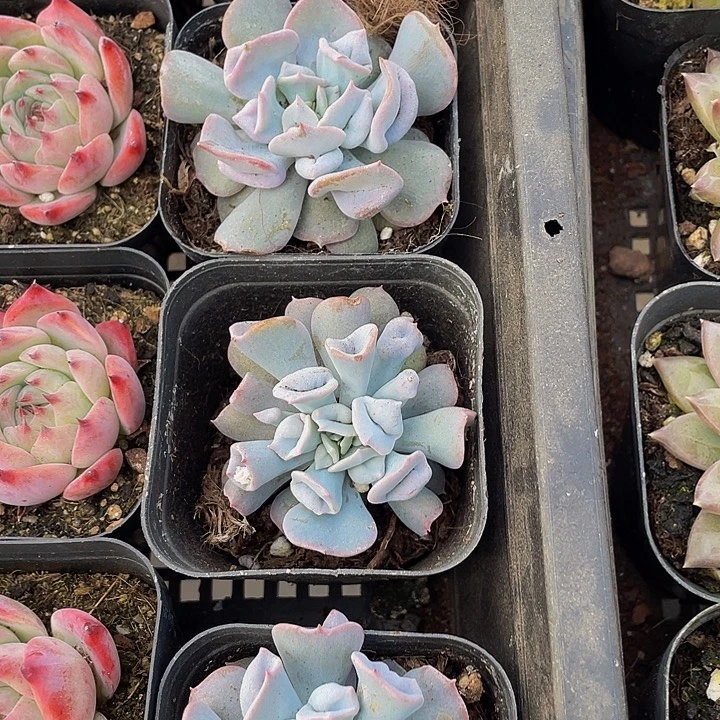 猪鼻子带盆土发过