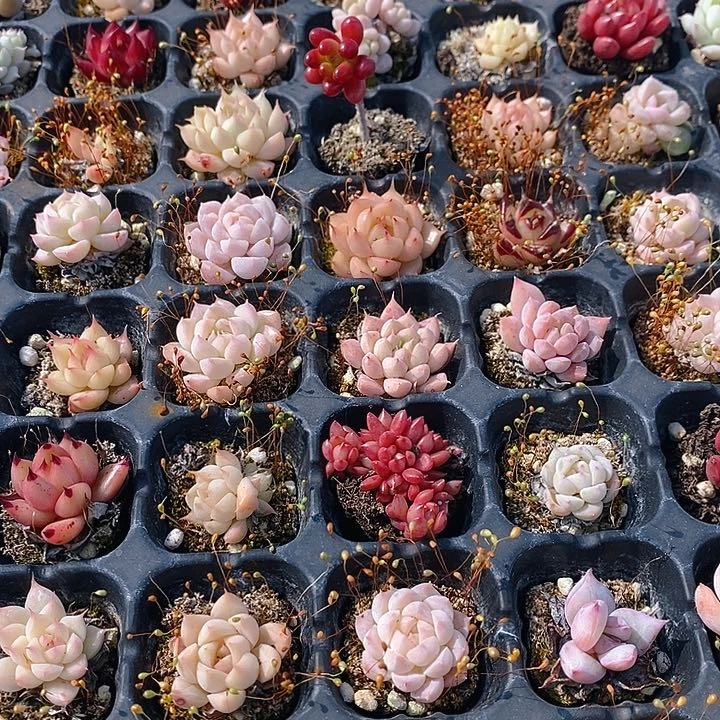 179 多肉植物盆栽花卉植物