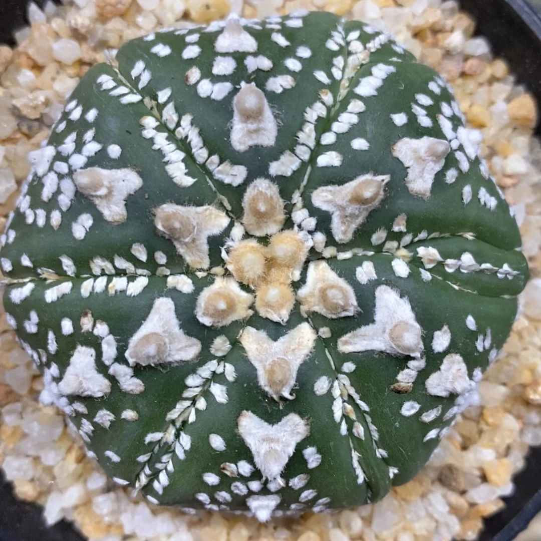 仙人球特价特价218