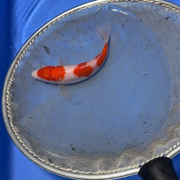 天***天锦鲤777775锦鲤锦鲤