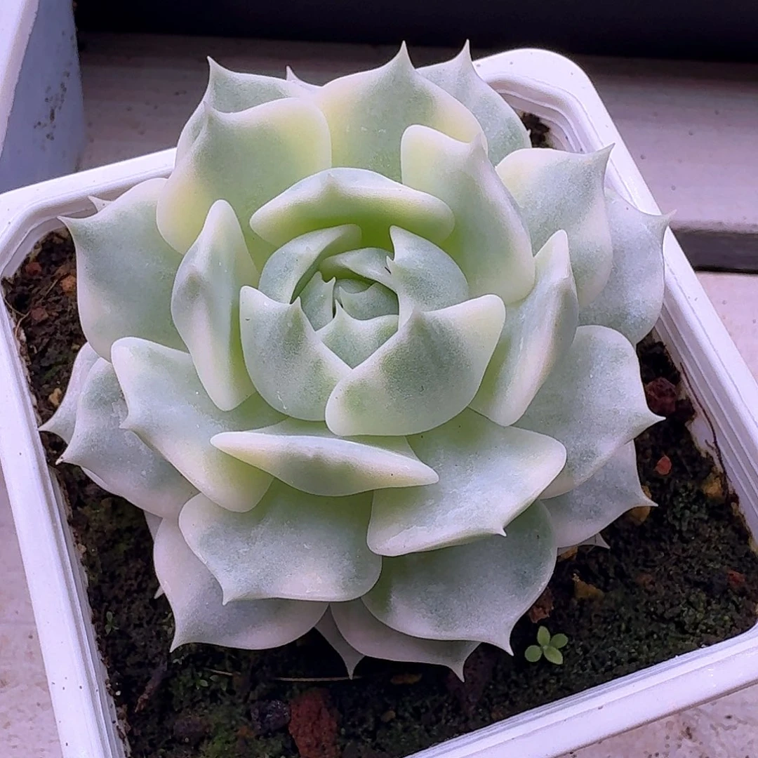 露娜莲锦多肉植物
