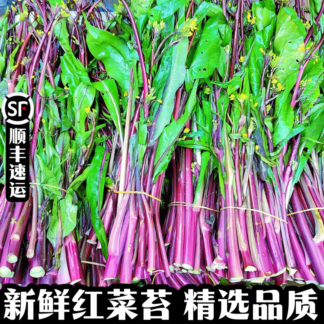 【顺丰速运】新鲜红菜苔现摘脆嫩菜心紫菜苔当季蔬菜农家菜薹油菜