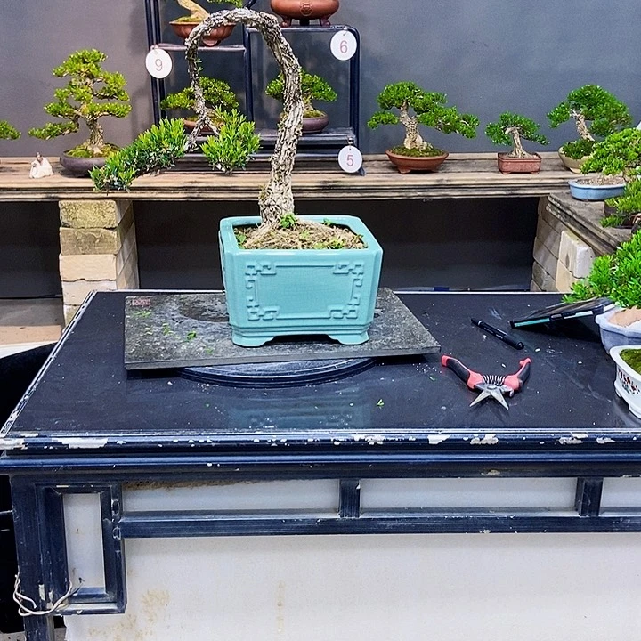 黄杨盆景四季常青不落叶