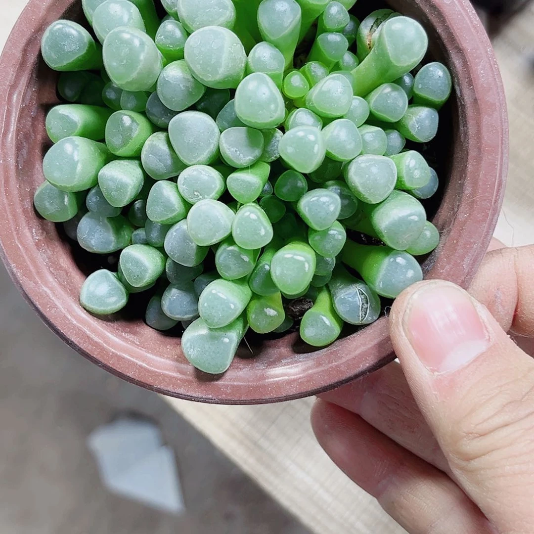 五十铃玉新手好养的