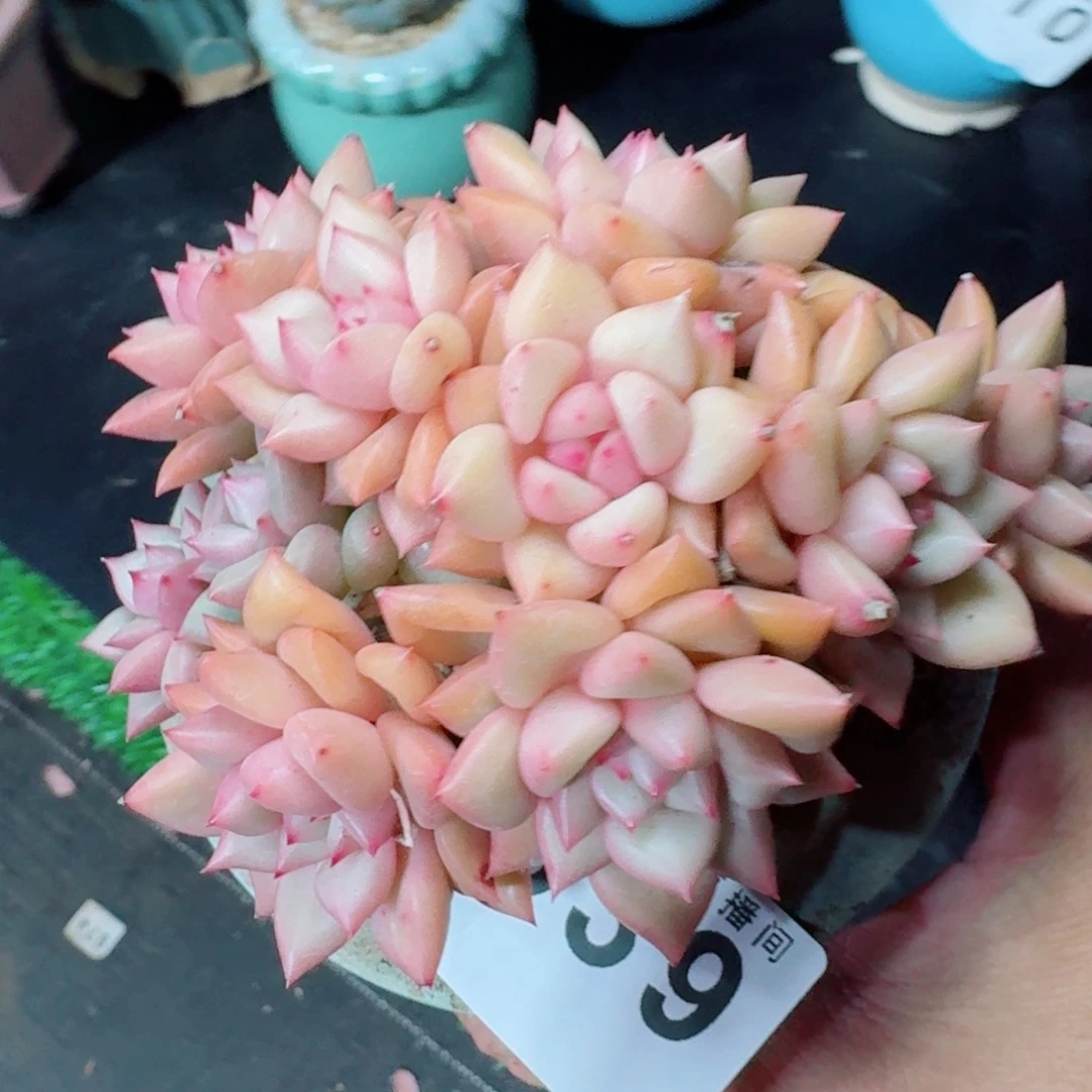 象牙群生整装无砍
