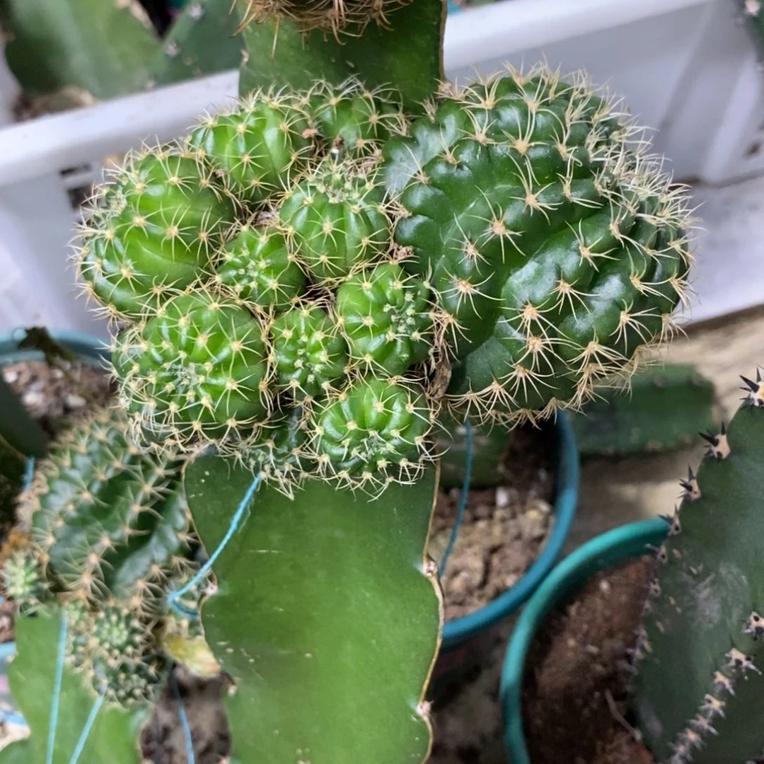 新品丽花混血儿母本群生