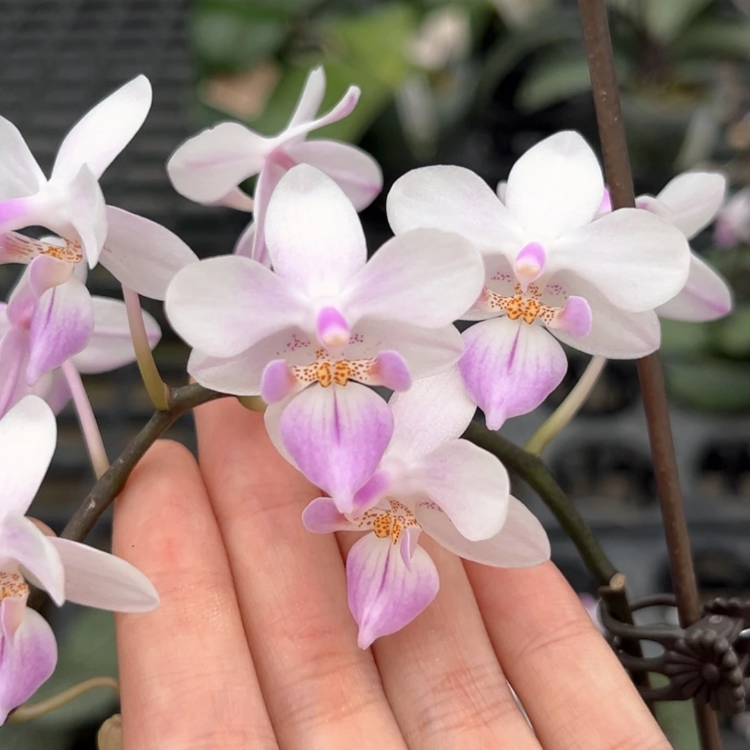 完全开放2.8寸樱花雨开花株