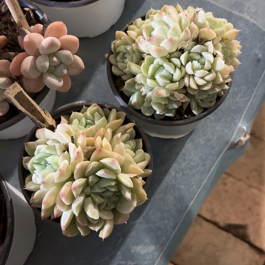 多肉植物啦啦啦啦啦啦