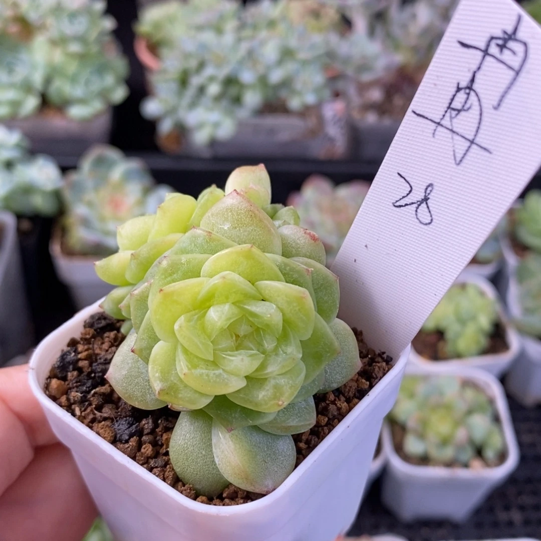 冉***…冉冉逍遥三头一颗福利