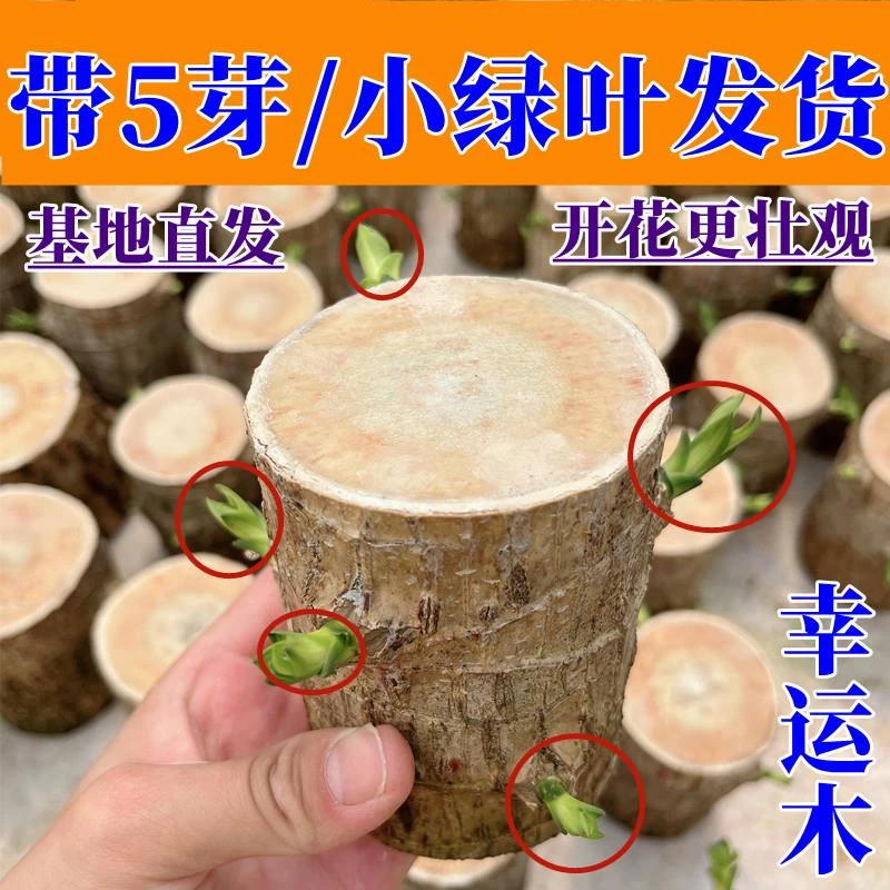 巴西木带芽带叶发货带5芽多芽水培植物网红植物可开花土培桌面