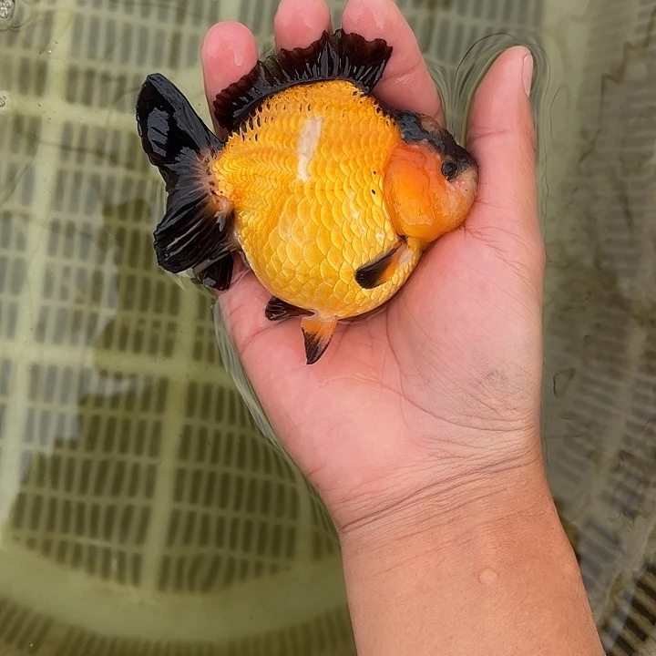 金鱼包邮123456789