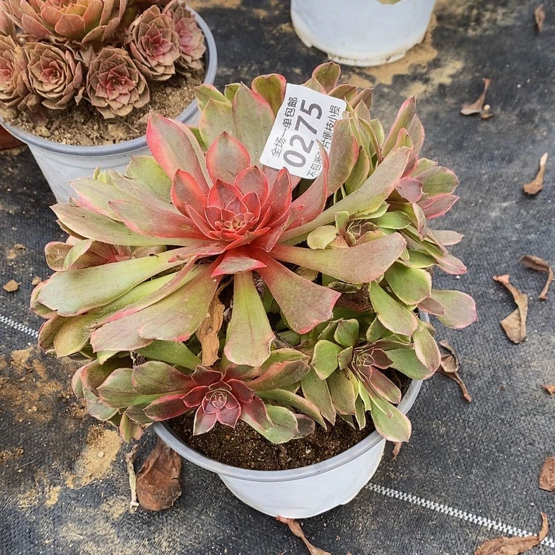 再***真275半夏多肉法师锦