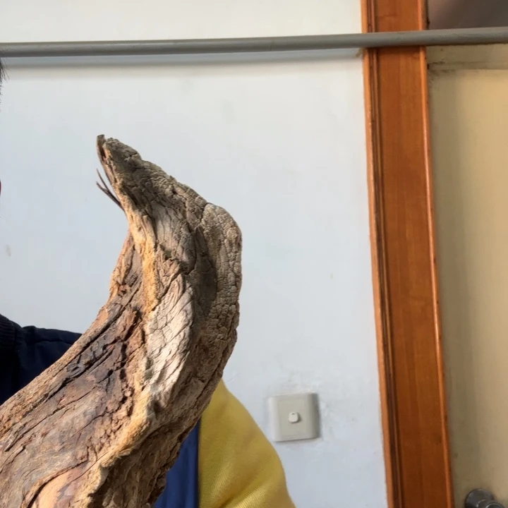 柏木（崖柏）沉****策太行崖柏