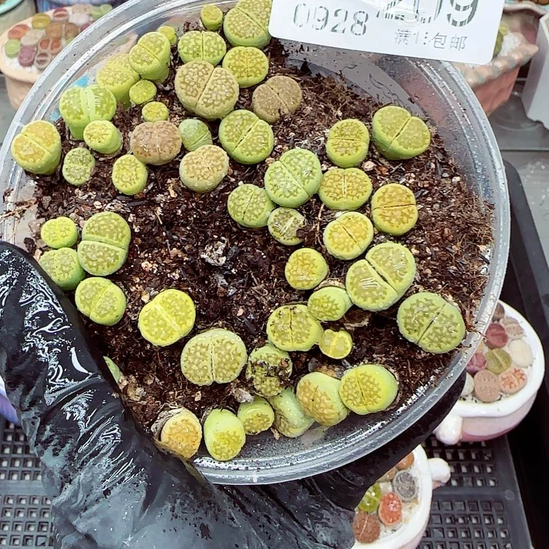 生石花满18包邮0928-209
