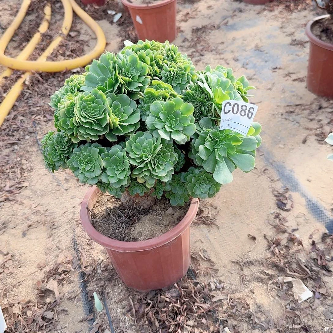086绿缀嗯朵朵有伤一颗呀呀