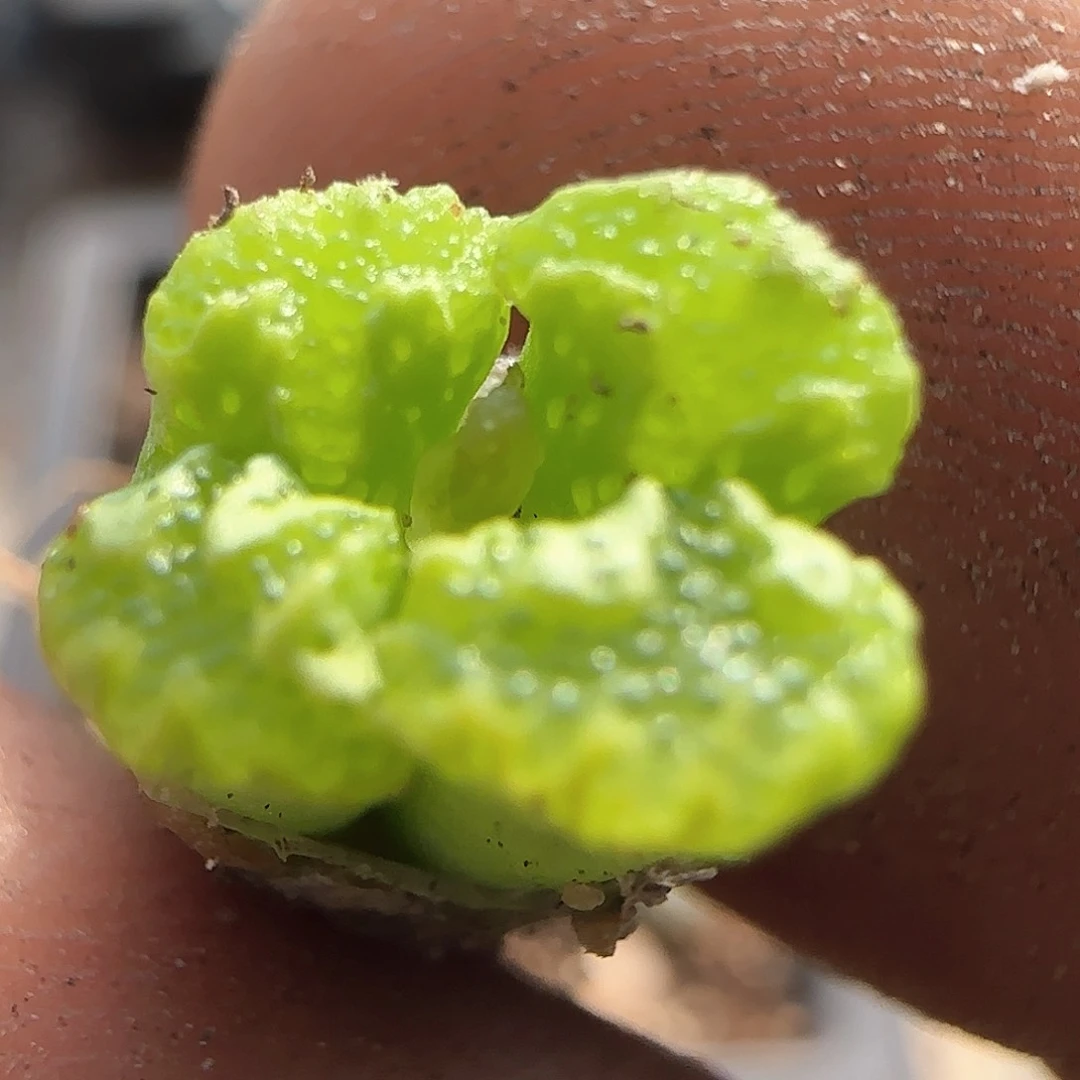 年后脱土发货23814