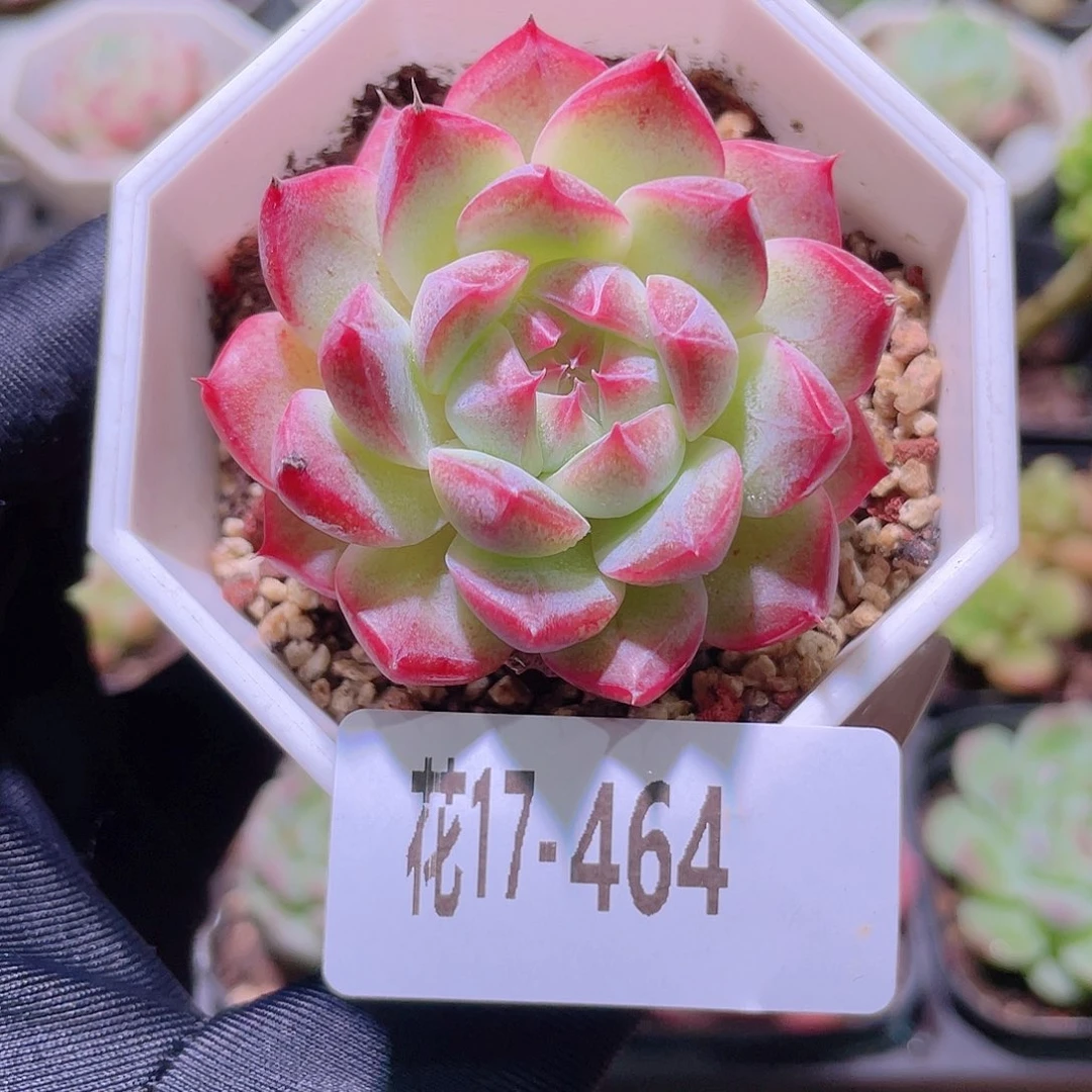 花利美17-464精选糖心