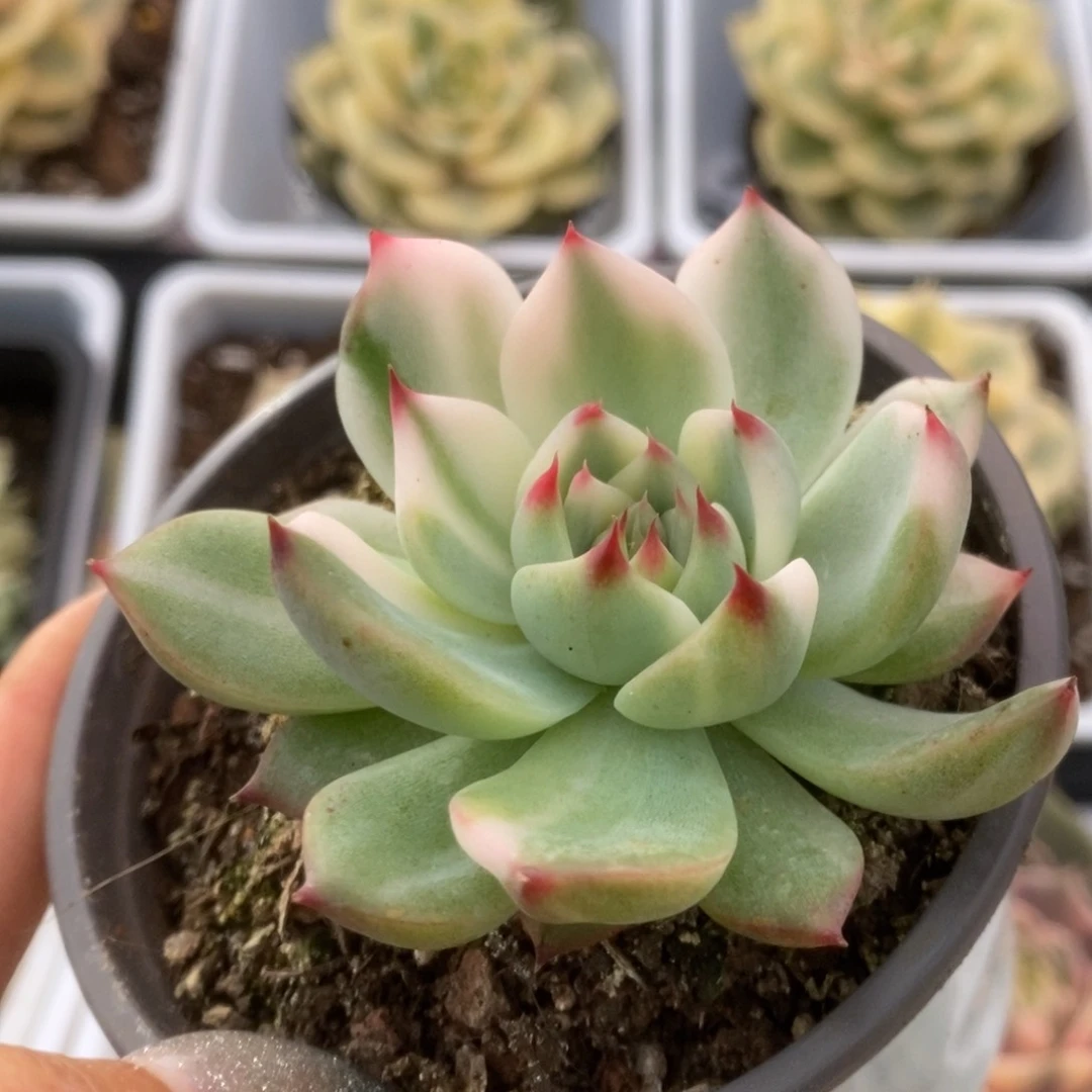 026锦锦锦锦锦锦锦锦