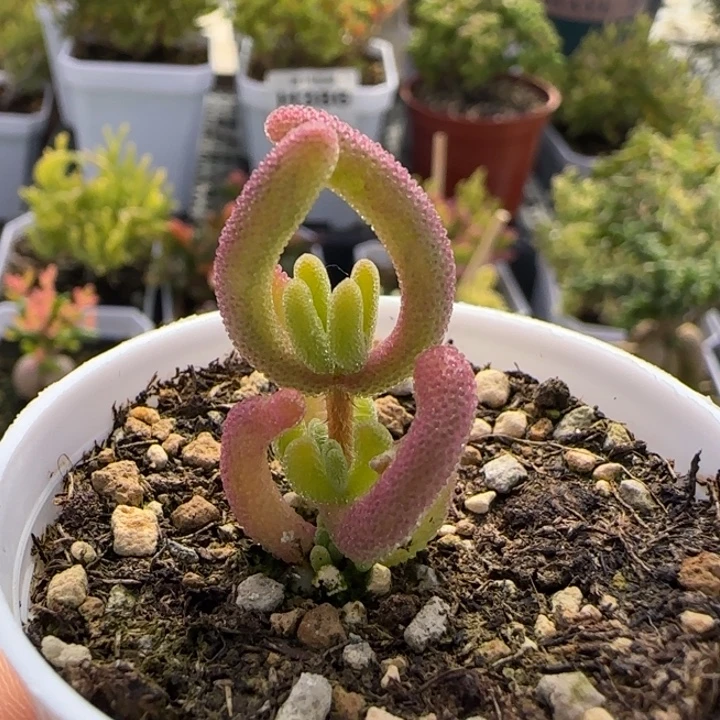 446-多肉植物枝干钻石黄锦