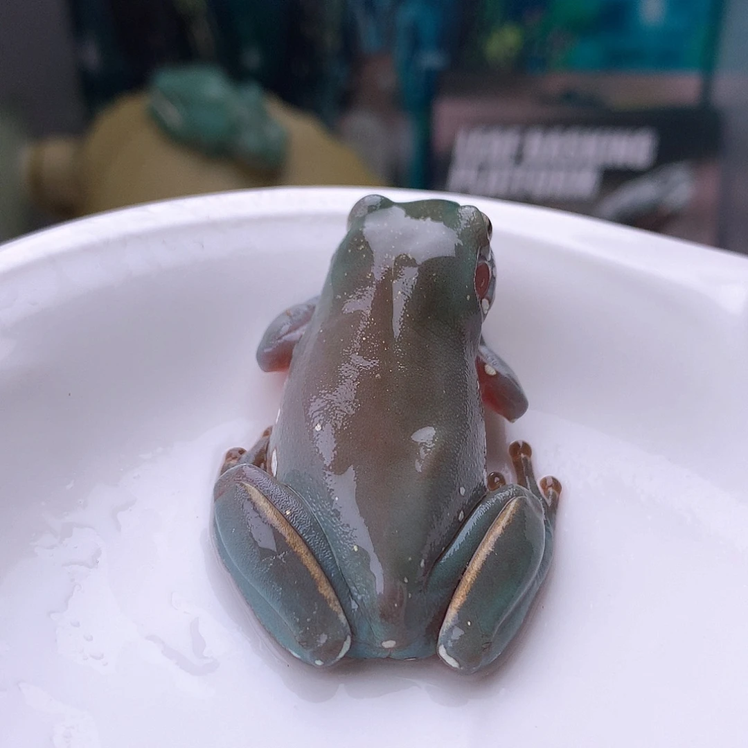 老爷树蛙10号超蓝素皮大金腿！微凸骨捡漏
