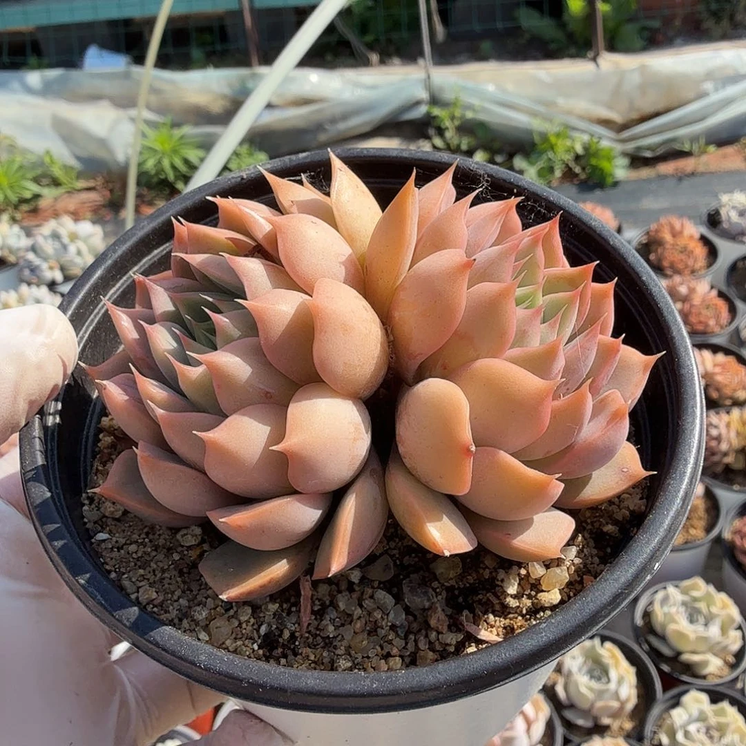 九公分玫瑰夫人满20包邮