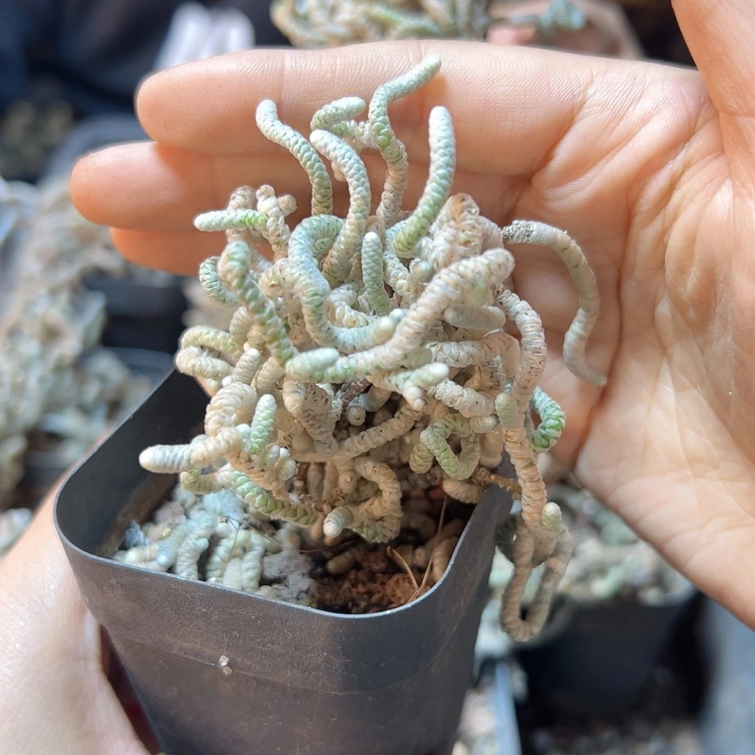 实生妖精之舞带盆