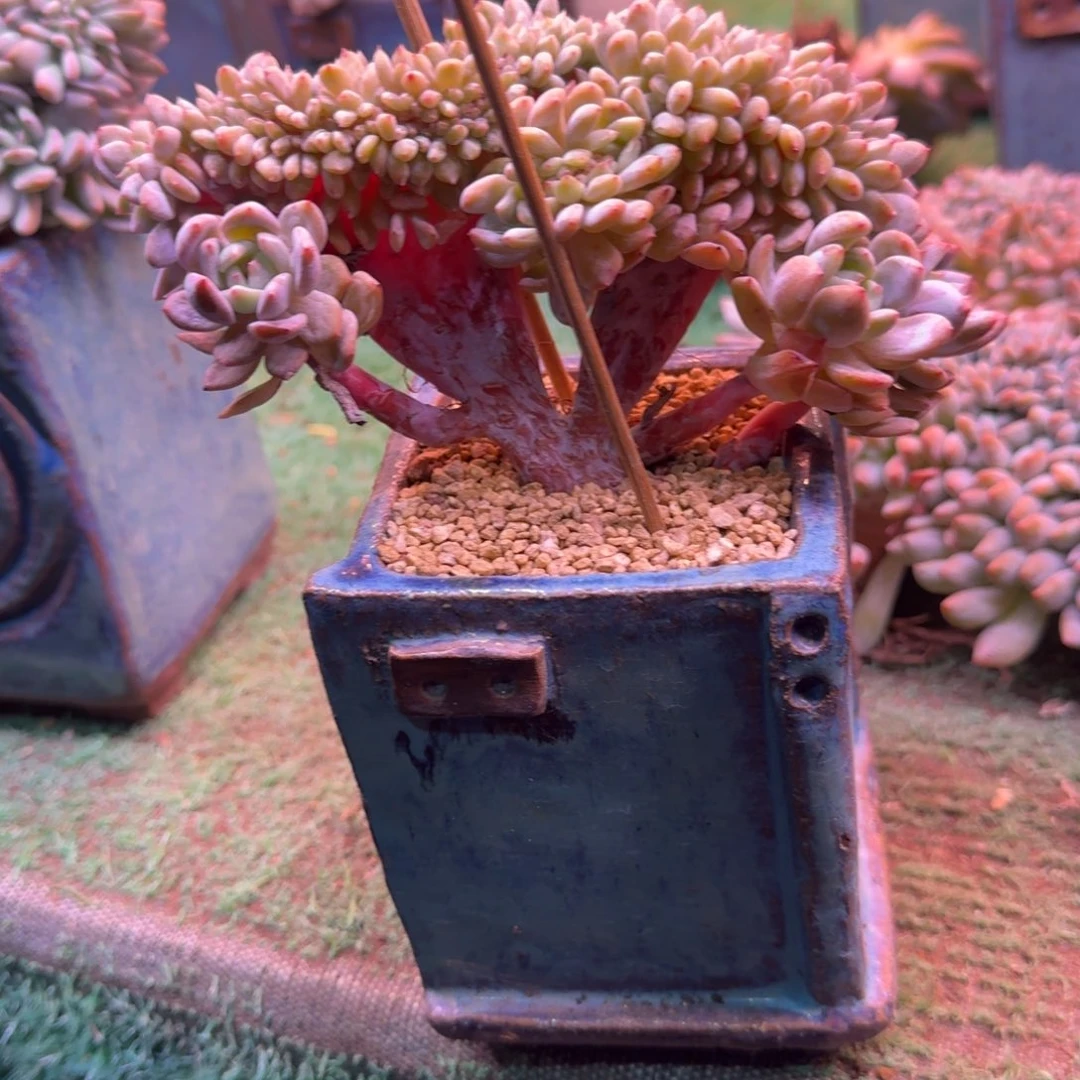 星影树缀无砍多肉