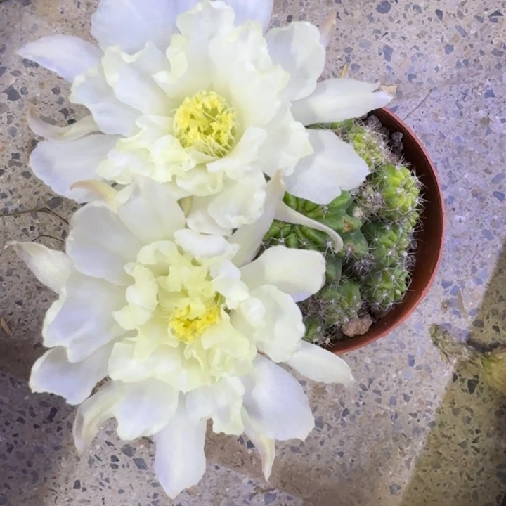 5丽花64根掰花脱土发货，20包邮
