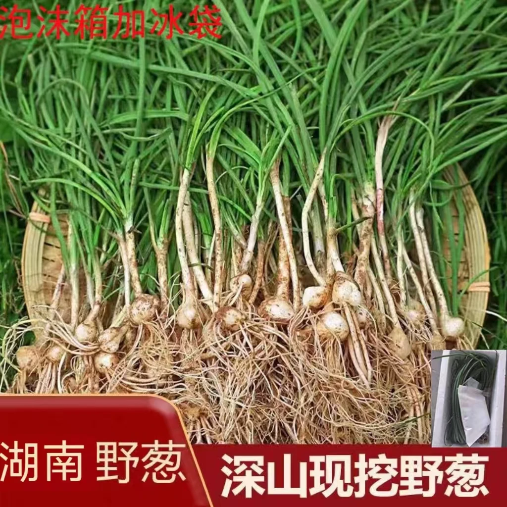 野葱现挖小根野葱炒菜食用胡葱湘西新鲜天然野生葱百香葱1斤炒菜