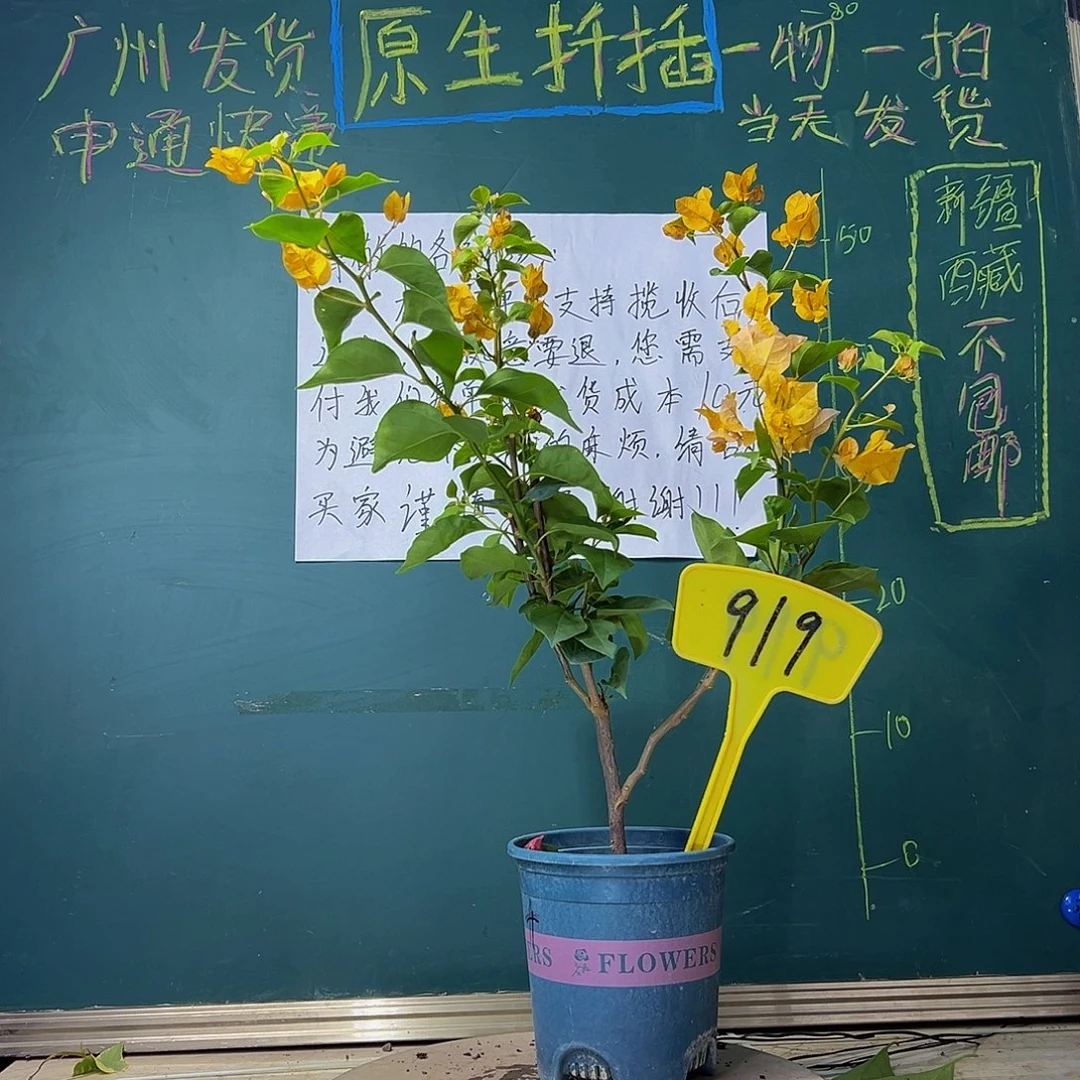 当前无花栽培后可以开花加州黄金919