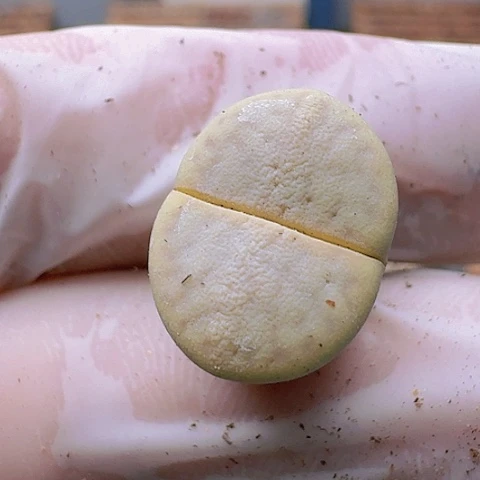 就**心2274猪皮脱土发货特价
