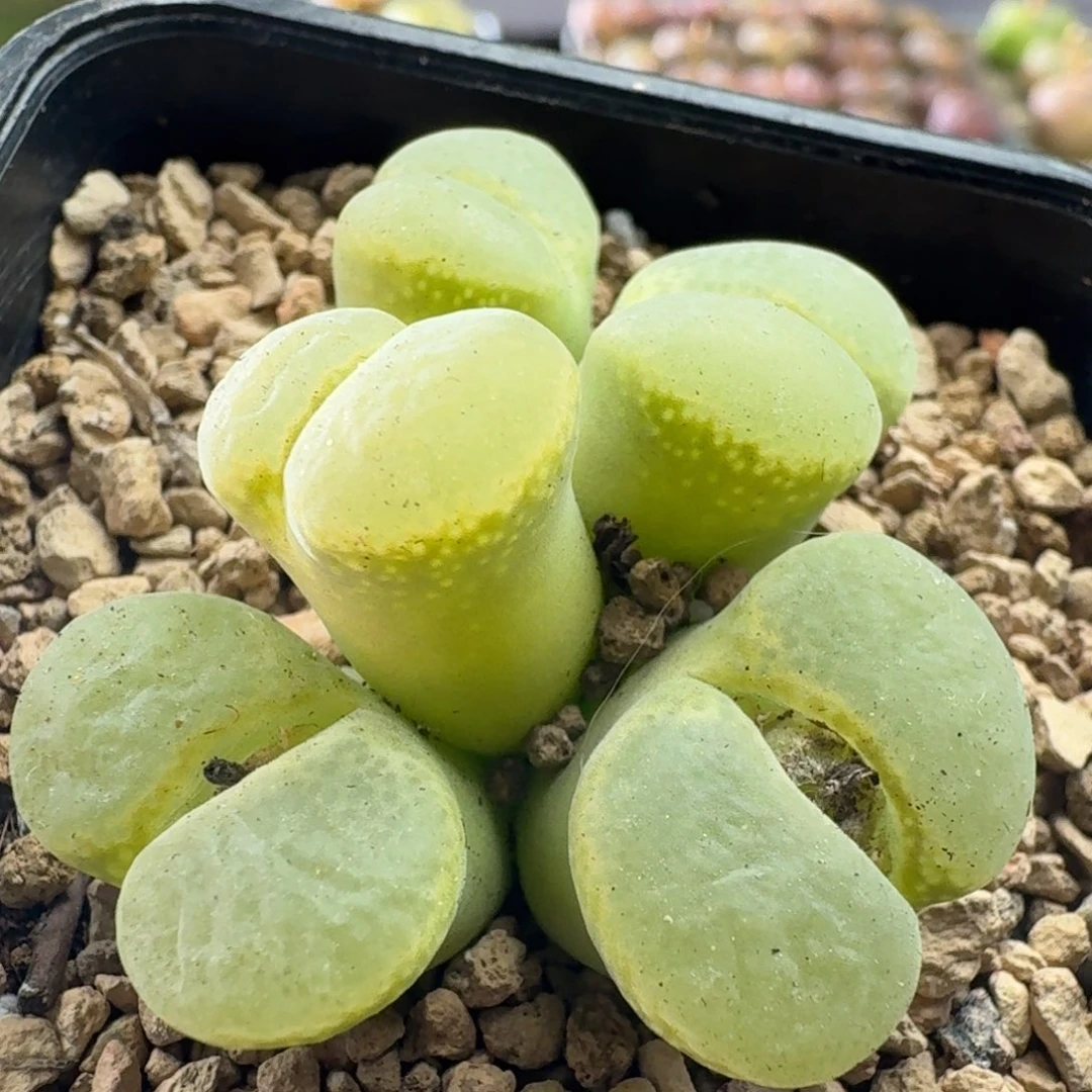 2353风铃玉哈哈哈哈哈哈