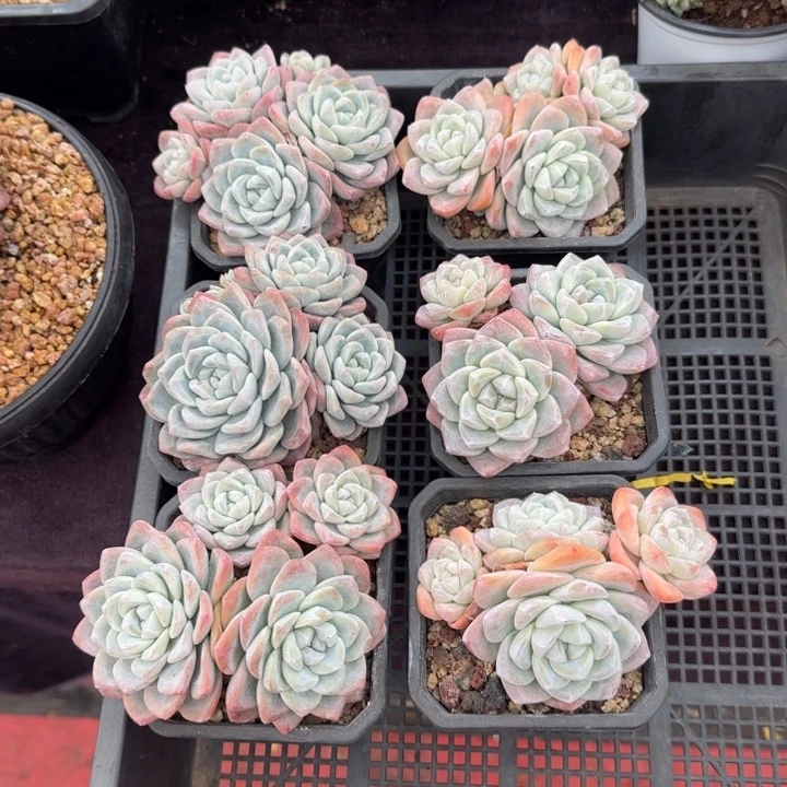 6颗一起的一物一拍的