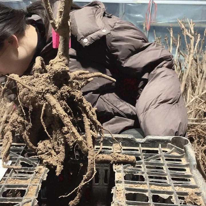 完全开放牡丹花开