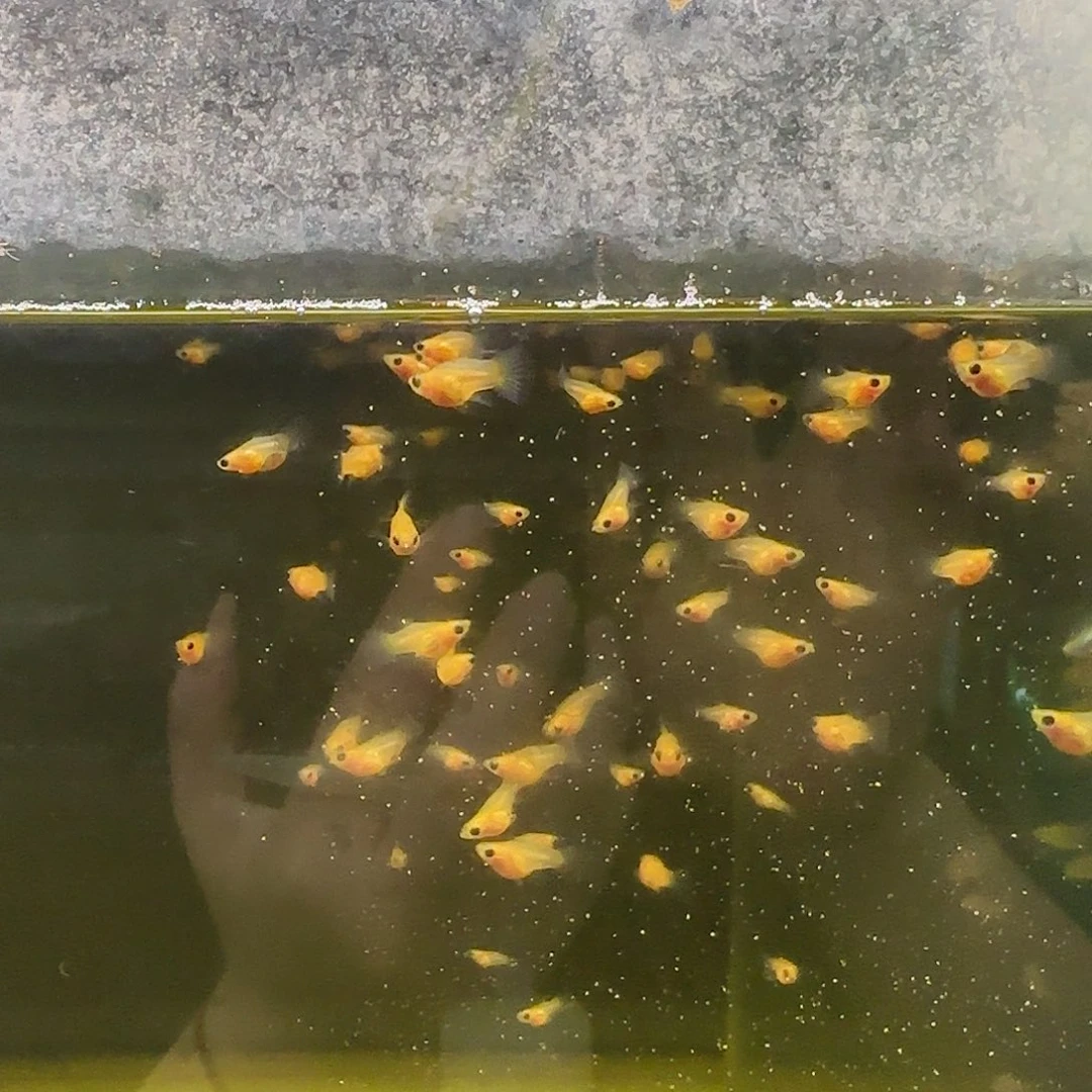 孔雀鱼黄蕾丝小苗子10条随机