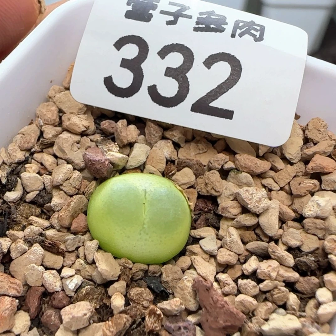 拉登1.3带盆土1200