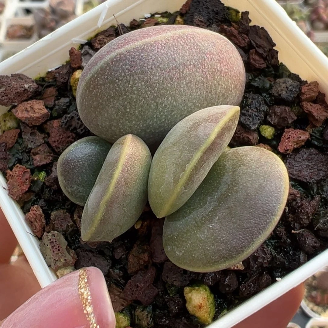 全紫花蛋双头多肉植物水泡