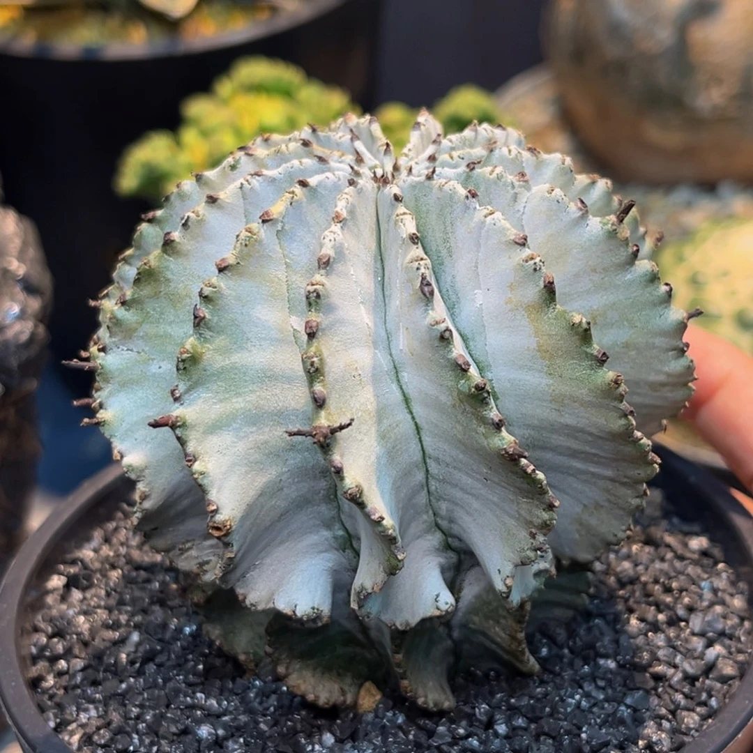 白依Zzzzzzzzzzzzzzzz