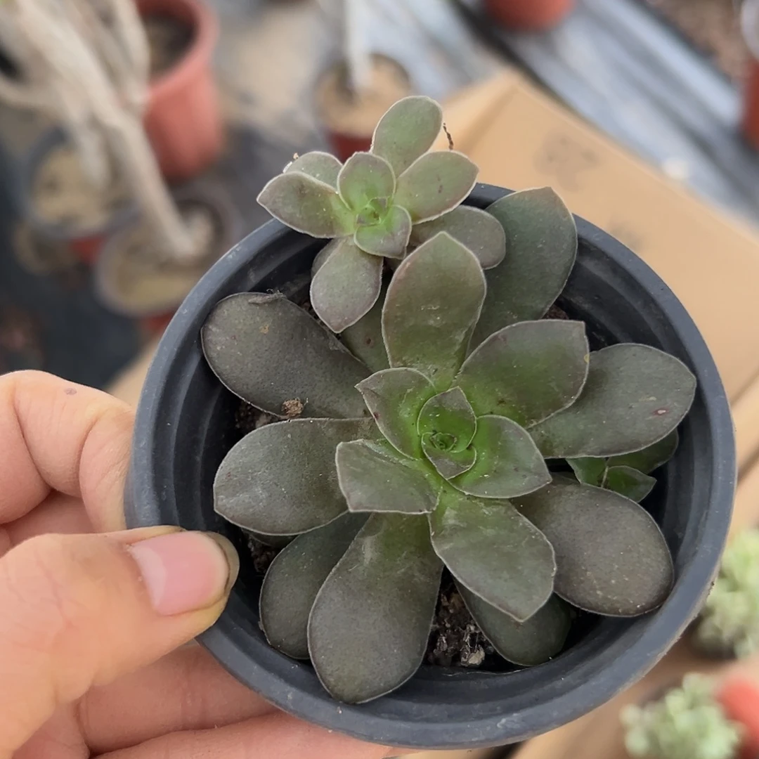 哦哦呃呃呃呃呃呃呃呃呃呃