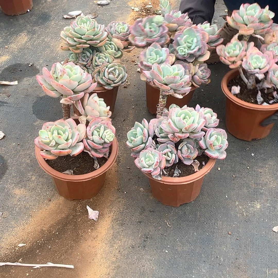 白月光9.9米  量拍多肉