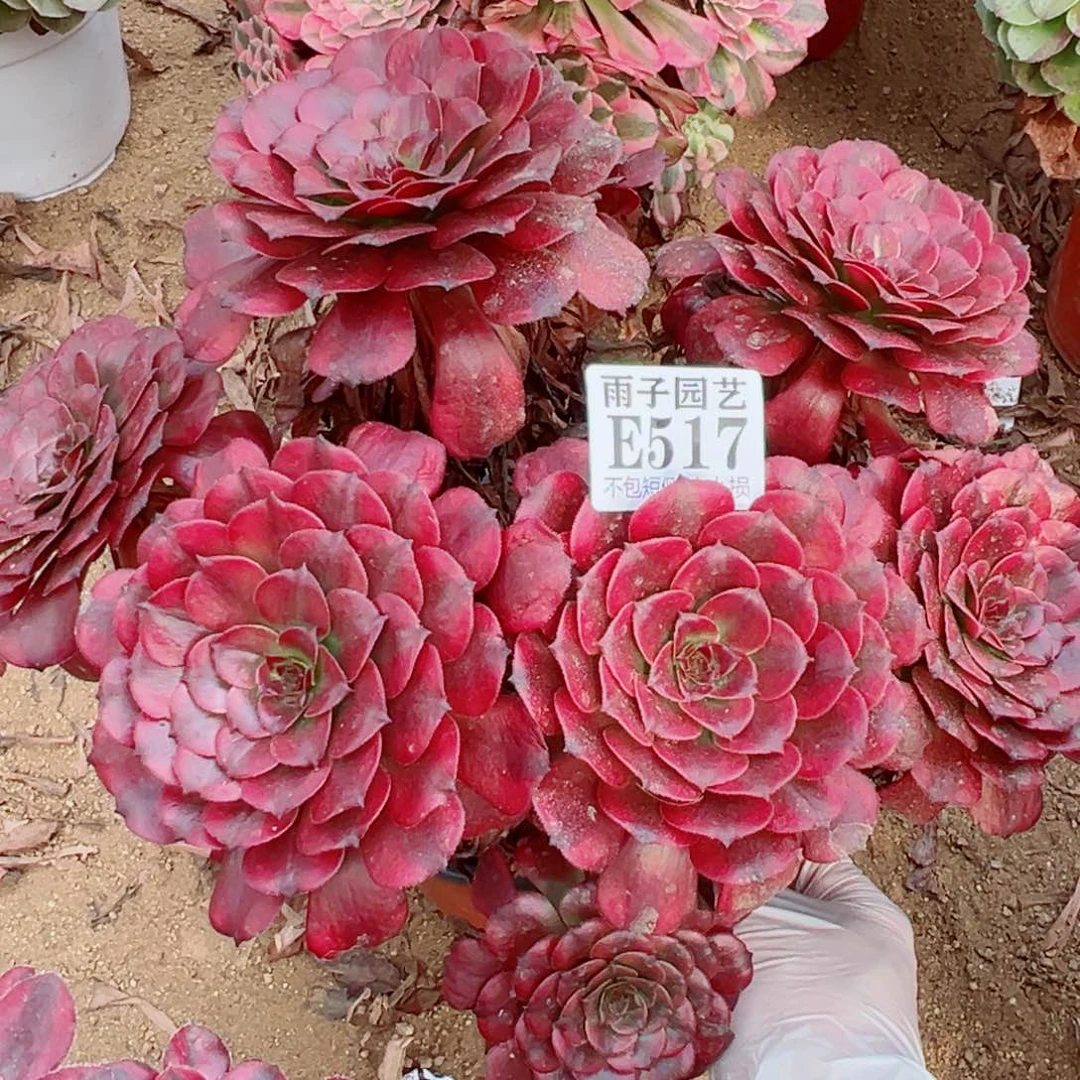 517美姬尺寸25左右特价