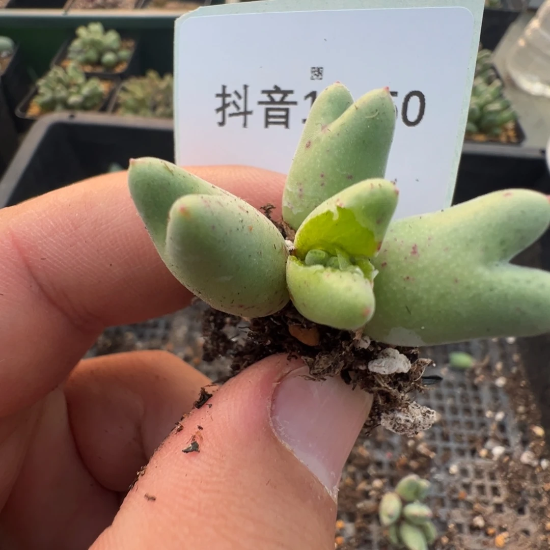 11-50肉锥多肉植物
